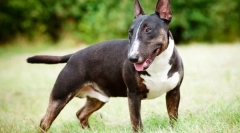 Angielski bull terrier